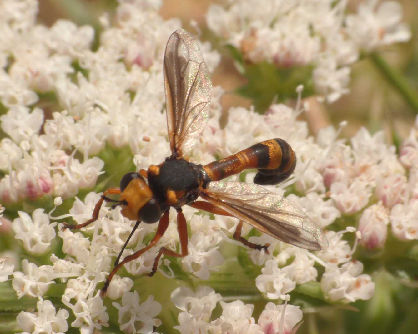 Physocephala?